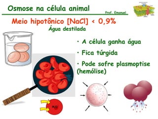 Osmose na célula animal       Prof. Emanuel


 Meio hipotônico [NaCl] < 0,9%
           Água destilada

                     • A célula ganha água
                     • Fica túrgida
                     • Pode sofre plasmoptise
                     (hemólise)
 