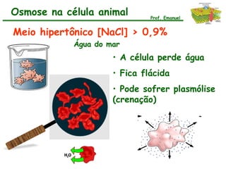 Osmose na célula animal       Prof. Emanuel


Meio hipertônico [NaCl] > 0,9%
            Água do mar
                     • A célula perde água
                     • Fica flácida
                     • Pode sofrer plasmólise
                     (crenação)
 