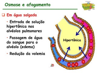 Osmose e afogamento

 Em água salgada
  • Entrada de solução
  hipertônica nos
  alvéolos pulmonares
  • Passagem de água
                         Hipertônica
  do sangue para o
  alvéolo (edema)
  • Redução da volemia
 