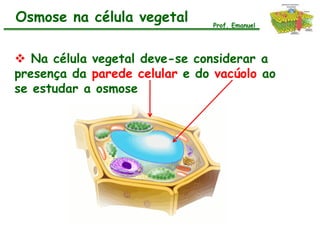 Osmose na célula vegetal       Prof. Emanuel




 Na célula vegetal deve-se considerar a
presença da parede celular e do vacúolo ao
se estudar a osmose
 