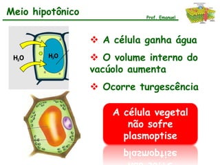 Meio hipotônico              Prof. Emanuel




                   A célula ganha água
                   O volume interno do
                  vacúolo aumenta
                   Ocorre turgescência

                      A célula vegetal
                         não sofre
                        plasmoptise
 