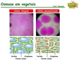 Osmose em vegetais                                    Prof. Emanuel


        Célula túrgida            Célula plasmolisada




     Vacúolo         Citoplasma   Vacúolo         Citoplasma
          Parede celular               Parede celular
 