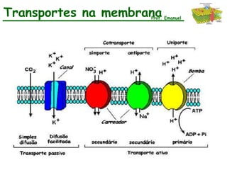 Transportes na membrana
                     Prof. Emanuel
 