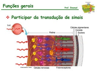 Funções gerais              Prof. Emanuel




  Participar da transdução de sinais
 