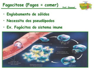Fagocitose (Fagos = comer)         Prof. Emanuel



• Englobamento de sólidos
• Necessita dos pseudópodos
• Ex. Fagócitos do sistema imune
 