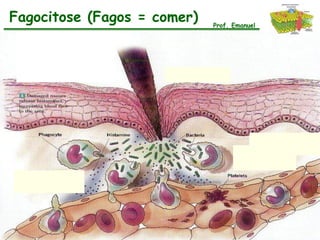 Fagocitose (Fagos = comer)   Prof. Emanuel
 