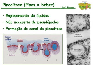 Pinocitose (Pinos = beber)       Prof. Emanuel



• Englobamento de líquidos
• Não necessita de pseudópodos
• Formação do canal de pinocitose
 