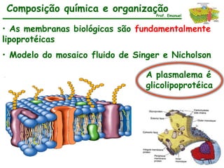 Composição química e organização
                                   Prof. Emanuel


• As membranas biológicas são fundamentalmente
lipoprotéicas
• Modelo do mosaico fluido de Singer e Nicholson

                                 A plasmalema é
                                 glicolipoprotéica
 