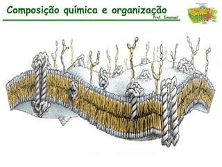 Composição química e organização
                             Prof. Emanuel
 