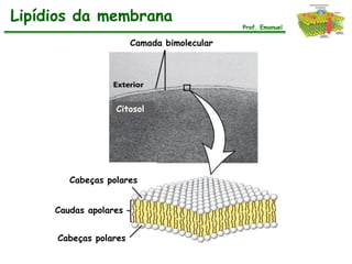 Lipídios da membrana
                                            Prof. Emanuel

                       Camada bimolecular




                  Citosol




        Cabeças polares


     Caudas apolares


     Cabeças polares
 