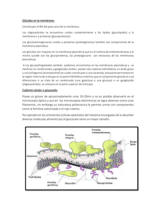 Glúcidos en la membrana:
Constituyen el 8% del peso seco de la membrana.
Los oligosacáridos se encuentran unidos covalentemente a los lípidos (glucolipidos) a la
membrana o a proteínas (glucoproteinas).
Los glucosaminoglucanos unidos a proteínas (proteoglicanos) también son componentes de la
membrana plasmática
Los glúcidos son mayores en la membrana plasmática que en el sistema de endomembranas y lo
mismo sucede con los glucoproteinas, los proteoglucano son exclusivos de las membranas
plasmáticas
A Los glucoesfingolipidos también podemos encontrarlos en las membranas plasmáticas y se
clasifican en cerebrosidos y ganglosidos ambos poseen dos cadenas hidrofóbicas un ácido graso
y una esfingosina (animoalcohol) las cuales constituyen a una caramida, esta parte permanece en
la región interna de la bicapa en la parte hidrofóbica mientras que el componente glúcido el cual
diferenciara si se trata de un cerebrosido (una galactosa o una glucosa) o un gangliosido
(oligosacáridos) se colocara en la parte superior de la bicapa.
Cubierta celular o glucocalix:
Posee un grosor de aproximadamente unos 10-20nm y no es posible observarlo en el
microscopio óptico y aun en los microscopios electrónicos se logra observar como unos
filamentos, sin embargo su naturaleza polianionica le permite unirse con componentes
como la ferritina cationizada o el rojo rutenio.
Por ejemplo en los entreocitos (células epiteliales del intestino encargadas de la absorber
diversas moléculas alimenticias) el glucocalix tiene un mayor tamaño.
 