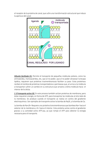 el receptor de la proteína de canal, que sufre una transformación estructural que induce
la apertura del canal.
Difusión facilitada (3). Permite el transporte de pequeñas moléculas polares, como los
aminoácidos, monosacáridos, etc, que al no poder, que al no poder atravesar la bicapa
lipídica, requieren que proteínas trasmembranosas faciliten su paso. Estas proteínass
reciben el nombre de proteínas transportadoras o permeasas que, al unirse a la molécula
a transportar sufren un cambio en su estructura que arrastra a dicha molécula hacia el
interior de la célula.
2. El transporte activo (4). En este proceso también actúan proteínas de membrana, pero
éstas requieren energía, en forma de ATP, para transportar las moléculas al otro lado de
la membrana. Se produce cuando el transporte se realiza en contra del gradiente
electroquímico. Son ejemplos de transporte activo la bomba de Na/K, y la bomba de Ca.
La bomba de Na+/K+ Requiere una proteína transmembranosa que bombea Na+ hacia el
exterior de la membrana y K+ hacia el interior. Esta proteína actúa contra el gradiente
gracias a su actividad como ATP-asa, ya que rompe el ATP para obtener la energía
necesaria para el transporte.
 
