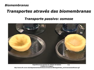 11
Biomembranas
Transportes através das biomembranasTransportes através das biomembranas
Transporte passivo: osmoseTransporte passivo: osmose
Experiência de osmose em células de batatas.
Créditos da imagem:
http://www.efn.uncor.edu/departamentos/divbioeco/anatocom/Biologia/Index_archivos/celula/difusion.gif
 