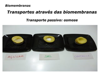12
Biomembranas
Transportes através das biomembranasTransportes através das biomembranas
Transporte passivo: osmoseTransporte passivo: osmose
 