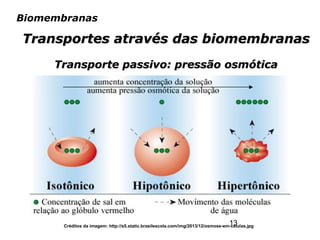 13
Biomembranas
Transportes através das biomembranasTransportes através das biomembranas
Transporte passivo: pressão osmóticaTransporte passivo: pressão osmótica
Créditos da imagem: http://s5.static.brasilescola.com/img/2013/12/osmose-em-celulas.jpg
 