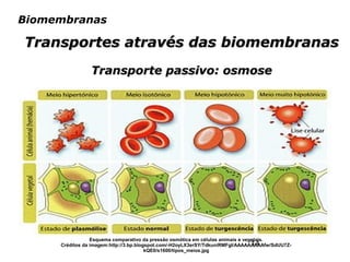 14
Biomembranas
Transportes através das biomembranasTransportes através das biomembranas
Transporte passivo: osmoseTransporte passivo: osmose
Esquema comparativo da pressão osmótica em células animais e vegetais.
Créditos da imagem:http://3.bp.blogspot.com/-H2oyLX3erSY/TdkuniRMFgI/AAAAAAAAAfw/SdUU7Z-
kQE0/s1600/tipos_meios.jpg
 