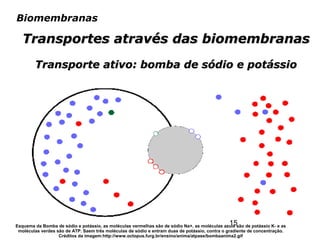 15
Biomembranas
Transportes através das biomembranasTransportes através das biomembranas
Transporte ativo: bomba de sódio e potássioTransporte ativo: bomba de sódio e potássio
Esquema da Bomba de sódio e potássio, as moléculas vermelhas são de sódio Na+, as moléculas azuis são de potássio K- e as
moléculas verdes são de ATP. Saem três moléculas de sódio e entram duas de potássio, contra o gradiente de concentração.
Créditos da imagem:http://www.octopus.furg.br/ensino/anima/atpase/bombaanima2.gif
 