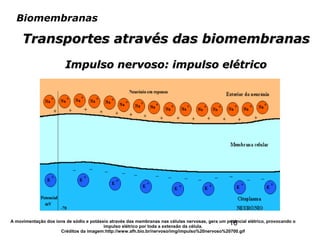 16
Biomembranas
Transportes através das biomembranasTransportes através das biomembranas
Impulso nervoso: impulso elétricoImpulso nervoso: impulso elétrico
A movimentação dos íons de sódio e potássio através das membranas nas células nervosas, gera um potencial elétrico, provocando o
impulso elétrico por toda a extensão da célula.
Créditos da imagem:http://www.afh.bio.br/nervoso/img/impulso%20nervoso%20700.gif
 