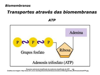 18
Biomembranas
Transportes através das biomembranasTransportes através das biomembranas
ATPATP
Esquema estrutural simplificado da molécula simplificada de ATP
Créditos da imagem: http://www.efn.uncor.edu/departamentos/divbioeco/anatocom/Biologia/Index_archivos/celula/ATP.jpg
 