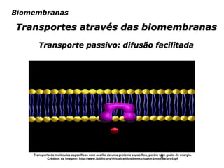 8
Biomembranas
Transportes através das biomembranasTransportes através das biomembranas
Transporte passivo: difusão facilitadaTransporte passivo: difusão facilitada
Transporte de moléculas específicas com auxílio de uma proteína específica, porém sem gasto de energia.
Créditos da imagem: http://www.ibiblio.org/virtualcell/textbook/chapter3/movies/pro5.gif
 