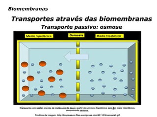9
Biomembranas
Transportes através das biomembranasTransportes através das biomembranas
Transporte passivo: osmoseTransporte passivo: osmose
Transporte sem gastar energia de moléculas de água a partir de um meio hipotônico para um meio hipertônico,
denominado osmose.
Créditos da imagem: http://biopleasure.files.wordpress.com/2011/03/osmosis2.gif
 