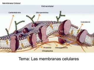Tema: Las membranas celulares
 