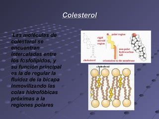 ColesterolColesterol
Las moléculas de
colesterol se
encuentran
intercaladas entre
los fosfolípidos, y
su función principal
es la de regular la
fluidez de la bicapa
inmovilizando las
colas hidrofóbicas
próximas a la
regiones polares
 