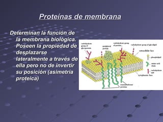 Proteínas de membranaProteínas de membrana
Determinan la función deDeterminan la función de
la membrana biológica.la membrana biológica.
Poseen la propiedad dePoseen la propiedad de
desplazarsedesplazarse
lateralmente a través delateralmente a través de
ella pero no de invertirella pero no de invertir
su posición (asimetríasu posición (asimetría
proteica)proteica)
 