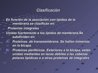 ClasificaciónClasificación
En función de la asociación con lípidos de laEn función de la asociación con lípidos de la
membrana se clasifican en:membrana se clasifican en:
Proteínas integralesProteínas integrales
Unidas fuertemente a los lípidos deUnidas fuertemente a los lípidos de membrana.Semembrana.Se
subdividen en:subdividen en:
A)A) Proteínas de transmembrana. Se hallan inmersasProteínas de transmembrana. Se hallan inmersas
en la bicapaen la bicapa
B)B) Proteínas periféricas. Exteriores a la bicapa, estánProteínas periféricas. Exteriores a la bicapa, están
unidas mediantes en laces débiles a las cabezasunidas mediantes en laces débiles a las cabezas
polares lipídicas o a otras proteínas de integralespolares lipídicas o a otras proteínas de integrales
 