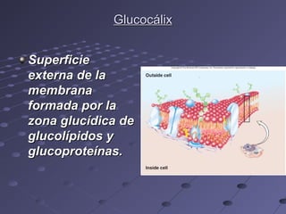 GlucocálixGlucocálix
SuperficieSuperficie
externa de laexterna de la
membranamembrana
formada por laformada por la
zona glucídica dezona glucídica de
glucolípidos yglucolípidos y
glucoproteínas.glucoproteínas.
 
