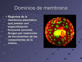 Dominios de membranaDominios de membrana
Regiones de laRegiones de la
membrana plasmáticamembrana plasmática
que poseen unaque poseen una
especializaciónespecialización
funcional concreta.funcional concreta.
Surgen por restricciónSurgen por restricción
de movimientos de losde movimientos de los
componentes de lacomponentes de la
misma.misma.
 