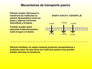 Mecanismos de transporte pasivo
Difusión simple: Atraviesan la
membrana las moléculas no
polares (liposolubles) como los
gases y algunas hormonas
esteroideas y tiroideas.
También pueden pasar
pequeñas moléculas polares
como el agua o el etanol.
Difusión facilitada: se realiza mediante proteínas transportadoras y
proteínas canal. De esta forma las moléculas polares mas grandes
pueden atravesar la membrana.
 