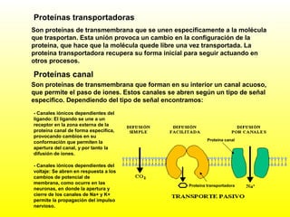 Son proteínas de transmembrana que forman en su interior un canal acuoso,
que permite el paso de iones. Estos canales se abren según un tipo de señal
especifico. Dependiendo del tipo de señal encontramos:
Proteínas transportadoras
Son proteínas de transmembrana que se unen específicamente a la molécula
que trasportan. Esta unión provoca un cambio en la configuración de la
proteína, que hace que la molécula quede libre una vez transportada. La
proteína transportadora recupera su forma inicial para seguir actuando en
otros procesos.
Proteínas canal
- Canales iónicos dependientes del
ligando: El ligando se une a un
receptor en la zona externa de la
proteína canal de forma especifica,
provocando cambios en su
conformación que permiten la
apertura del canal, y por tanto la
difusión de iones.
- Canales iónicos dependientes del
voltaje: Se abren en respuesta a los
cambios de potencial de
membrana, como ocurre en las
neuronas, en donde la apertura y
cierre de los canales de Na+ y K+
permite la propagación del impulso
nervioso.
Proteína transportadora
Proteína canal
 