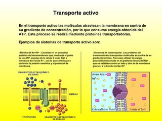 Transporte activo
En el transporte activo las moléculas atraviesan la membrana en contra de
su gradiente de concentración, por lo que consume energía obtenida del
ATP. Este proceso se realiza mediante proteínas transportadoras.
Ejemplos de sistemas de transporte activo son:
- Bomba de Na+/K+ : Consiste en un complejo
proteico de transmembrana que, mediante el gasto
de un ATP, expulsa de la célula 3 iones Na+ e
introduce dos iones K+ , con lo que contribuye a
controlar la presión osmótica y el potencial de
membrana.
- Sistemas de cotransporte: Las proteínas de
transmembrana transportan moléculas en contra de su
gradiente térmico. Para esto utilizan la energía
potencial almacenada en el gradiente iónico del Na+ ,
que se establece entre un lado y otro de la membrana
gracias a la bomba de Na+/K*.
 