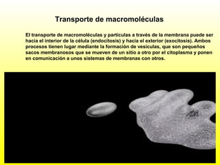 Transporte de macromoléculas
El transporte de macromoléculas y partículas a través de la membrana puede ser
hacia el interior de la célula (endocitosis) y hacia el exterior (exocitosis). Ambos
procesos tienen lugar mediante la formación de vesículas, que son pequeños
sacos membranosos que se mueven de un sitio a otro por el citoplasma y ponen
en comunicación a unos sistemas de membranas con otros.
 