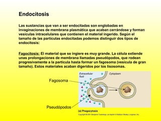Fagocitosis: El material que se ingiere es muy grande. La célula extiende
unas prolongaciones de membrana llamadas pseudópodos, que rodean
progresivamente a la partícula hasta formar un fagosoma (vesícula de gran
tamaño). Estos materiales acaban digeridos por los lisosomas.
Endocitosis
Las sustancias que van a ser endocitadas son englobadas en
invaginaciones de membrana plasmática que acaban cerrándose y forman
vesículas intracelulares que contienen el material ingerido. Según el
tamaño de las partículas endocitadas podemos distinguir dos tipos de
endocitosis:
Pseudópodos
Fagosoma
 