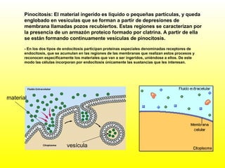 Pinocitosis: El material ingerido es liquido o pequeñas partículas, y queda
englobado en vesículas que se forman a partir de depresiones de
membrana llamadas pozos recubiertos. Estas regiones se caracterizan por
la presencia de un armazón proteico formado por clatrina. A partir de ella
se están formando continuamente vesículas de pinocitosis.
vesícula
material
- En los dos tipos de endocitosis participan proteínas especiales denominadas receptores de
endocitosis, que se acumulan en las regiones de las membranas que realizan estos procesos y
reconocen específicamente los materiales que van a ser ingeridos, uniéndose a ellos. De este
modo las células incorporan por endocitosis únicamente las sustancias que les interesan.
 
