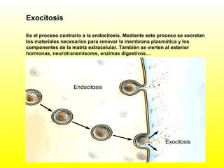 Exocitosis
Es el proceso contrario a la endocitosis. Mediante este proceso se secretan
los materiales necesarios para renovar la membrana plasmática y los
componentes de la matriz extracelular. También se vierten al exterior
hormonas, neurotransmisores, enzimas digestivos…
Endocitosis
Exocitosis
 