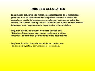 UNIONES CELULARES
Las uniones celulares son regiones especializadas de la membrana
plasmática en las que se concentran proteínas de transmembrana
especiales, mediante las cuales se establecen conexiones entre dos
células o entre una célula y la matriz extracelular. Aparecen en todos los
tejidos pero son especialmente importantes en los epitelios.
Según su forma, las uniones celulares pueden ser:
Zónulas: Son uniones que rodean totalmente a célula
Máculas: Son uniones puntuales de forma redondeada
Según su función, las uniones celulares pueden ser:
Uniones ocluyentes, comunicantes o de anclaje.
 
