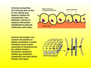 Uniones de anclaje: son
uniones frecuentes en
tejidos sometidos a estrés
mecánico como la piel,
aumentan la resistencia de
las células frente a
tensiones mecánicas
fuertes que acabarían
rompiendo una sola célula.
Existen tres tipos:
Uniones ocluyentes:
son uniones que se dan
en las células que
separan medios de
composición muy
diferente. Cierran el
espacio intercelular
impidiendo el paso de
moléculas entre ellas.
Medio externo de
composición diferente
Células epiteliales
Medio interno
 
