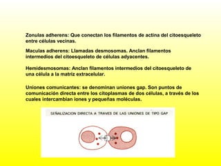 Zonulas adherens: Que conectan los filamentos de actina del citoesqueleto
entre células vecinas.
Maculas adherens: Llamadas desmosomas. Anclan filamentos
intermedios del citoesqueleto de células adyacentes.
Hemidesmosomas: Anclan filamentos intermedios del citoesqueleto de
una célula a la matriz extracelular.
Uniones comunicantes: se denominan uniones gap. Son puntos de
comunicación directa entre los citoplasmas de dos células, a través de los
cuales intercambian iones y pequeñas moléculas.
 