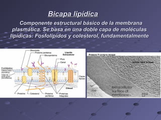 Componente estructural básico de la membranaComponente estructural básico de la membrana
plasmática. Se basa en una doble capa de moléculasplasmática. Se basa en una doble capa de moléculas
lipídicas: Fosfolípidos y colesterol, fundamentalmentelipídicas: Fosfolípidos y colesterol, fundamentalmente
Bicapa lipídicaBicapa lipídica
 