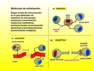 Moléculas de señalización
Según el tipo de comunicación
en el que participen se
clasifican en tres grupos:
hormonas (comunicación
endocrina) mediadores
químicos locales (comunicación
paracrina) y neurotransmisores
(comunicación sináptica).
 