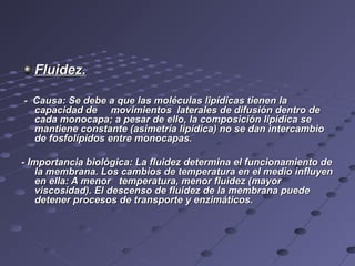 Fluidez.Fluidez.
- Causa: Se debe a que las moléculas lipídicas tienen la- Causa: Se debe a que las moléculas lipídicas tienen la
capacidad de movimientos laterales de difusión dentro decapacidad de movimientos laterales de difusión dentro de
cada monocapa; a pesar de ello, la composición lipídica secada monocapa; a pesar de ello, la composición lipídica se
mantiene constante (asimetría lipídica) no se dan intercambiomantiene constante (asimetría lipídica) no se dan intercambio
de fosfolípidos entre monocapas.de fosfolípidos entre monocapas.
- Importancia biológica: La fluidez determina el funcionamiento de- Importancia biológica: La fluidez determina el funcionamiento de
la membrana. Los cambios de temperatura en el medio influyenla membrana. Los cambios de temperatura en el medio influyen
en ella: A menor temperatura, menor fluidez (mayoren ella: A menor temperatura, menor fluidez (mayor
viscosidad). El descenso de fluidez de la membrana puedeviscosidad). El descenso de fluidez de la membrana puede
detener procesos de transporte y enzimáticos.detener procesos de transporte y enzimáticos.
 