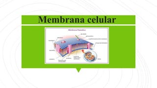 Membrana celular
 