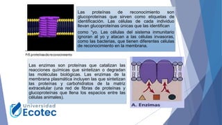 Las proteínas de reconocimiento son
glucoproteínas que sirven como etiquetas de
identificación. Las células de cada individuo
llevan glucoproteínas únicas que las identifican
como “yo. Las células del sistema inmunitario
ignoran al yo y atacan a las células invasoras,
como las bacterias, que tienen diferentes células
de reconocimiento en la membrana.
Las enzimas son proteínas que catalizan las
reacciones químicas que sintetizan o degradan
las moléculas biológicas. Las enzimas de la
membrana plasmática incluyen las que sintetizan
las proteínas y carbohidratos de la matriz
extracelular (una red de fibras de proteínas y
glucoproteínas que llena los espacios entre las
células animales).
 