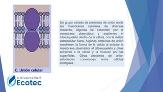 Un grupo variado de proteínas de unión ancla
las membranas celulares de diversas
maneras. Algunas se extienden por la
membrana plasmática y sostienen el
citoesqueleto dentro de la célula, con la matriz
extracelular fuera. Algunas proteínas de unión
mantienen la forma de la célula al enlazar la
membrana plasmática al citoesqueleto y otras
adhieren a la célula y la mueven por las
superficies. Otras proteínas de unión
establecen conexiones entre células
contiguas.
 