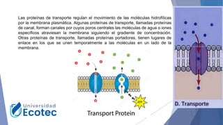 Las proteínas de transporte regulan el movimiento de las moléculas hidrofílicas
por la membrana plasmática. Algunas proteínas de transporte, llamadas proteínas
de canal, forman canales por cuyos poros centrales las moléculas de agua o iones
específicos atraviesan la membrana siguiendo el gradiente de concentración.
Otras proteínas de transporte, llamadas proteínas portadoras, tienen lugares de
enlace en los que se unen temporalmente a las moléculas en un lado de la
membrana.
 