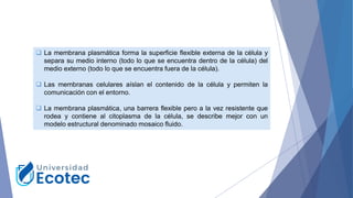 ❑ La membrana plasmática forma la superficie flexible externa de la célula y
separa su medio interno (todo lo que se encuentra dentro de la célula) del
medio externo (todo lo que se encuentra fuera de la célula).
❑ Las membranas celulares aíslan el contenido de la célula y permiten la
comunicación con el entorno.
❑ La membrana plasmática, una barrera flexible pero a la vez resistente que
rodea y contiene al citoplasma de la célula, se describe mejor con un
modelo estructural denominado mosaico fluido.
 