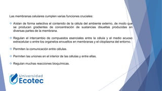 Las membranas celulares cumplen varias funciones cruciales:
❖ Aíslan de forma selectiva el contenido de la célula del ambiente externo, de modo que
se producen gradientes de concentración de sustancias disueltas producidas en
diversas partes de la membrana.
❖ Regulan el intercambio de compuestos esenciales entre la célula y el medio acuoso
extracelular o entre los organelos envueltos en membranas y el citoplasma del entorno.
❖ Permiten la comunicación entre células.
❖ Permiten las uniones en el interior de las células y entre ellas.
❖ Regulan muchas reacciones bioquímicas.
 